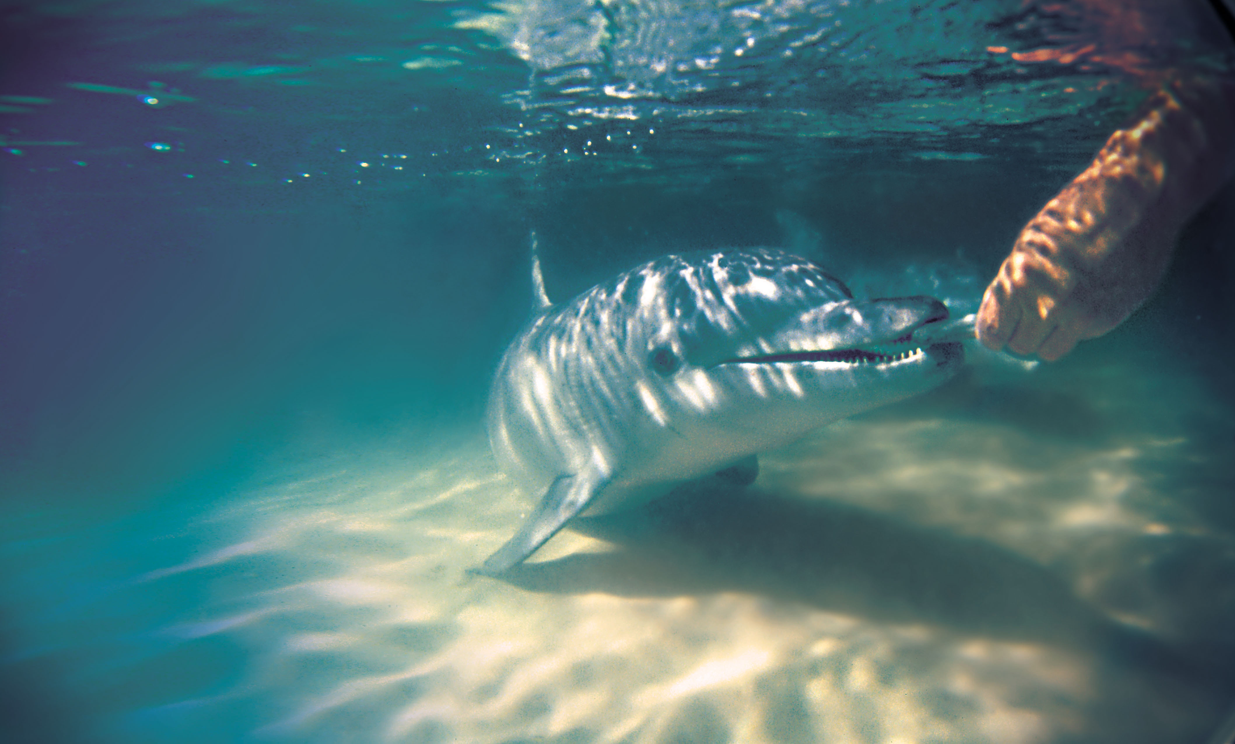 dolphin-feeding-underwater.jpg